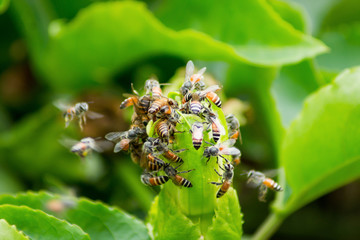 A large group of bee flowers.