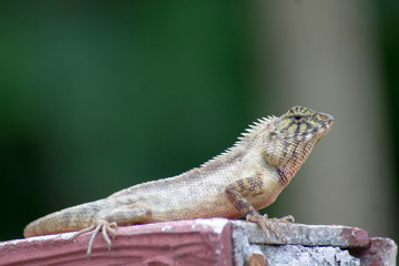 The chameleon stands on the main.