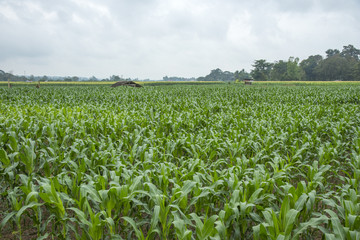 Fototapeta na wymiar Farm corn in Thailand
