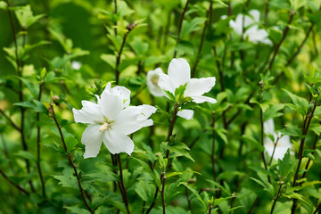 白い木槿の花