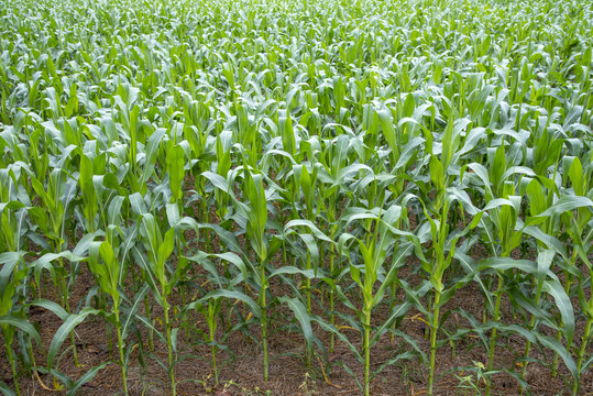 Farm corn in Thailand