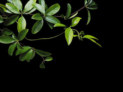 Fototapeta green creeper leaves isolated on black background