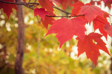 Maple Leaves on Sunny Autumn Day
