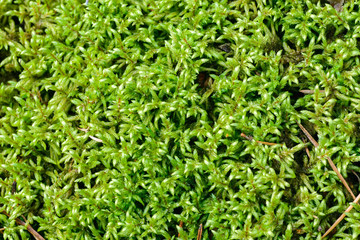 green moss in forest background