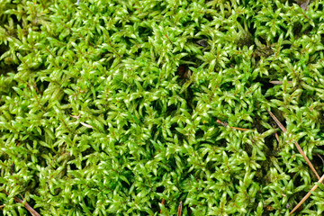 Obraz premium green moss in forest background