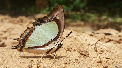 The Indian Yellow Nawab, Butterfly