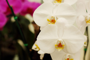 Close up of white orchids with natural background, beautiful blooming orchid flower.
