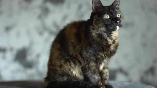 Pretty cat in photography Studio