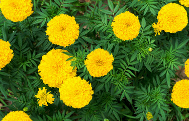 Closeup top view yellow marigold flowers in garden, selective focus