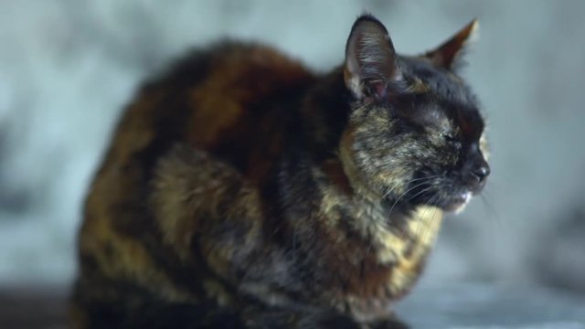 Pretty cat in photography Studio