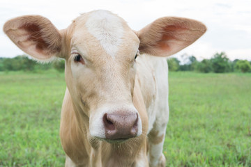 Closeup face of calf with green grass nature background, selective focus
