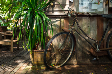 Fototapeta na wymiar retro bicycle parked on wooden ground has tree in vase placed beside. around them be full of classic environment. this image for transport,exterior,outdoor,nature concept