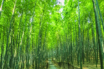 Zelfklevend Fotobehang Bamboo Bos © 昊 周