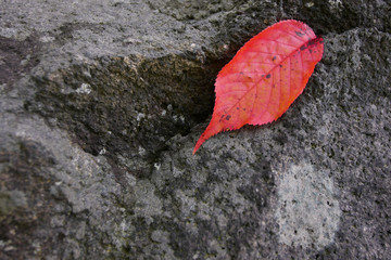 大きな岩と一枚の赤い葉