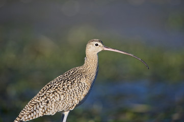 Long-billed Curlew (Numenius americanus), Monterey Bay, California, USA