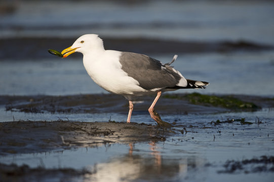 Western Gull (Larus occidentalis) with a Bay Pipefish (Syngnathus leptorhynchus) in its bill