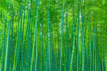 Keuken spatwand met foto bamboo © 昊 周