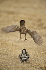 Greater Prairie Chicken (Tympanuchus cupido pinnatus), Bluestem prairie reserve, Minnesota, USA