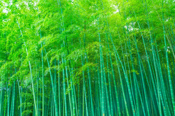 bamboo