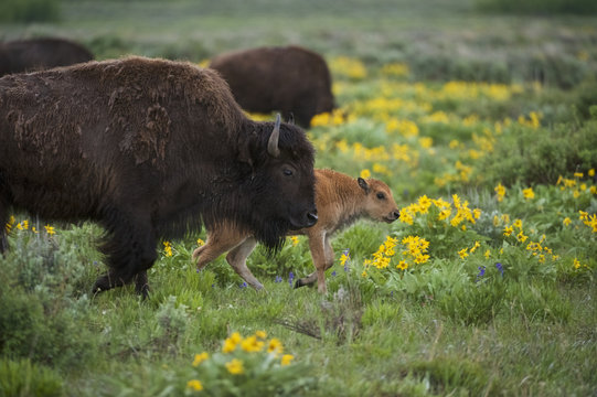 Bison (Bison bison), cow with calf