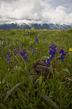 Bison dung and wild flowers, Grand Teton NP, Wyoming, USA