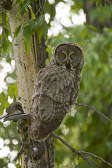 Great Grey Owl (Strix nebulosa)