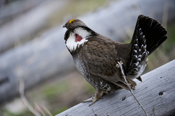 Blue Grouse (Dendragapus obscurus) male, Yellowstone NP, WY, USA