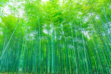 bamboo