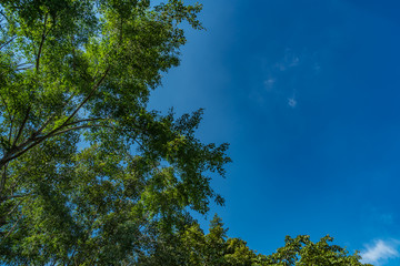 Obraz premium Green Trees top