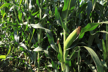 maize crop in growth at farm