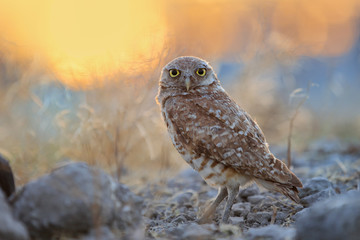 Eye Contact