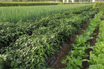 Fototapeta na wymiar vegetable crops in growth at field