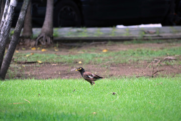 Mynas bird looking for food on the green grass floor. The Acridotheres mynas are generally dark or dull birds and yellow beak.