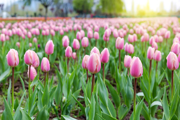 Beautiful pink tulips at the middle of summer or spring day landscape. Natural view of flower blooming in the garden with green grass as a background