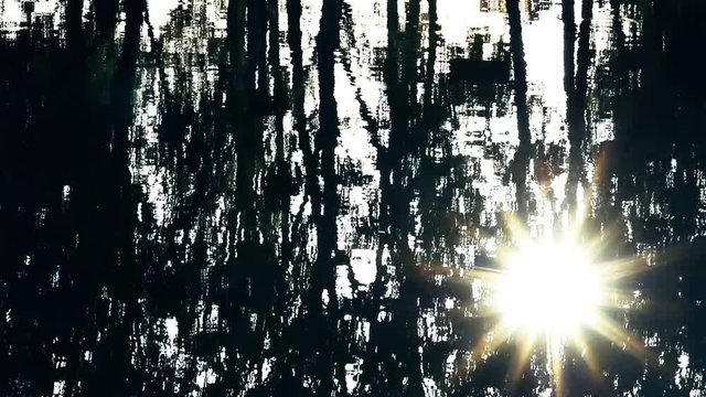 Abstract background trees reflection on water surface with starred shape of bright sun