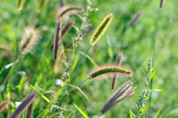 foxtail grass in growth outdoor