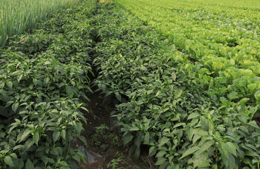 Fototapeta na wymiar vegetable crops in growth at field