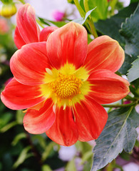 красный георгин.