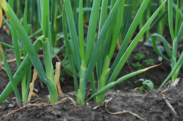 Obraz premium green Chinese onion crops in growth at field