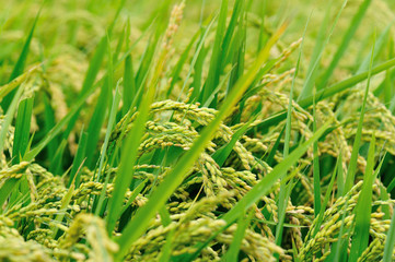 rice grain in growth at field
