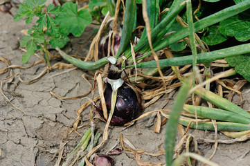 red onion in growth at field