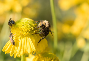 Bumblebee (Bombus) and other native bees on a yellow sneezeweed flower (Helenium autumnale)