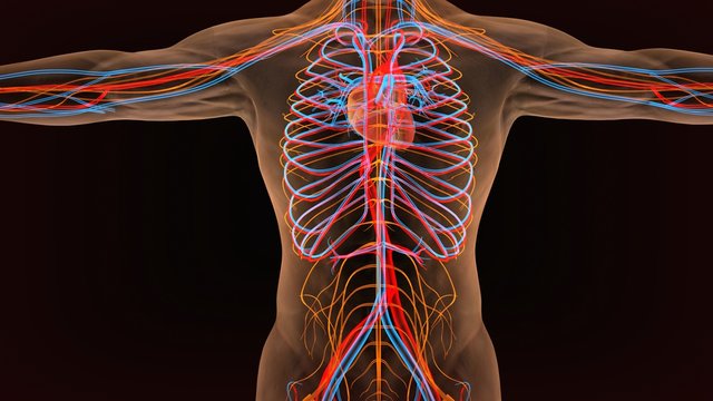 3d illustration of circulatory system