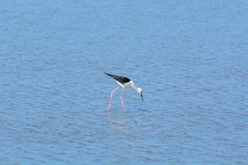 Black-winged Stilt, Himantopus himantopus.