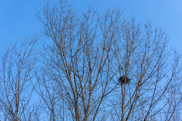 Winter branches