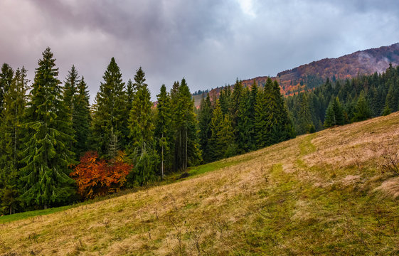 meadow among the forest on cloudy autumn day