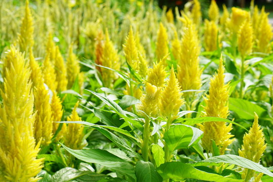 Field of yellow celosia or plumed celusia flower in sunshine day and selective focus.