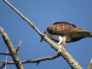 Osprey Perched on Bare Tree Branch With Blue Sky Background