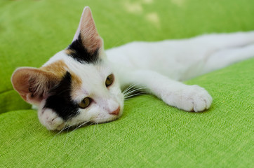 A cat resting on a green couch