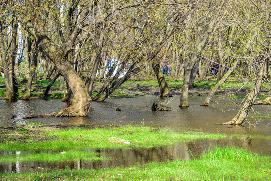 Spring flooded trees with blossoming buds in the Kolomenskoye museum-reserve
